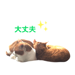 [LINEスタンプ] うちのねこ♡♡ 2