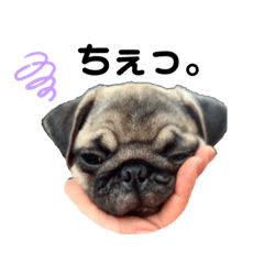 [LINEスタンプ] パグチワワパート2