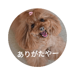 [LINEスタンプ] こはるの会話