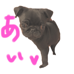 [LINEスタンプ] パグはPUG vol.6