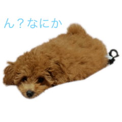 [LINEスタンプ] 愛犬の日常スタンプ1