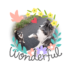 [LINEスタンプ] 秋田犬 虎毛 -サスケ-