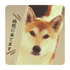 [LINEスタンプ] ライト動物病院 ver.1 2020