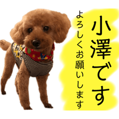 [LINEスタンプ] 小澤家用スタンプ
