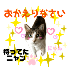 [LINEスタンプ] ねこにゃんスタンプ ③