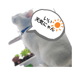 [LINEスタンプ] 猫のフランはくにゃんdays 2