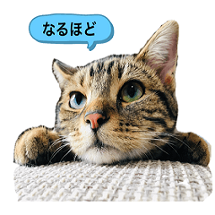[LINEスタンプ] アメにゃんズ
