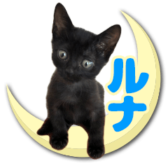 [LINEスタンプ] 黒猫ルナ meooow Vol.1