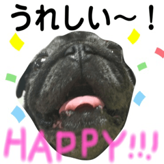 [LINEスタンプ] パグのおハナちゃんスタンプ
