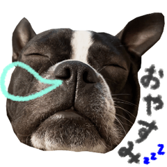 [LINEスタンプ] ボストンテリア ムギのでか顔スタンプ