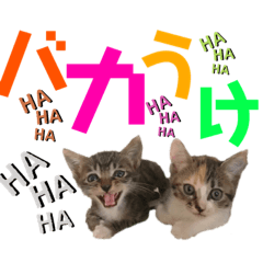 [LINEスタンプ] kuromikeCHANNELⅡ