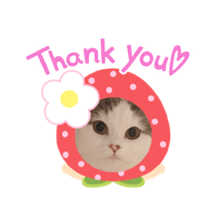 [LINEスタンプ] はちわれ猫ぱーるちゃん