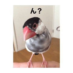[LINEスタンプ] イノあにまるず