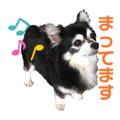 [LINEスタンプ] チワワのチー君(ブラックタンホワイト)