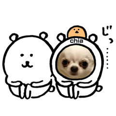 [LINEスタンプ] チワワのちぃちゃん(*⁰▿⁰*)