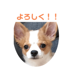 [LINEスタンプ] チワワ レオくん