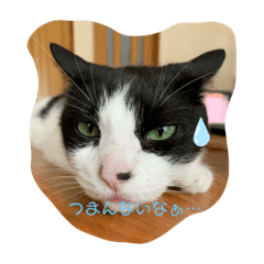 [LINEスタンプ] あっちゃんのにゃんず