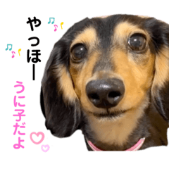 [LINEスタンプ] 土佐の女 "うにちゃん"