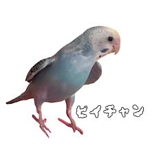 [LINEスタンプ] セキセイインコのぴいちゃんです