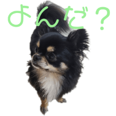[LINEスタンプ] チワワのリクくんスタンプ第2弾