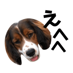 [LINEスタンプ] おイヌさまたちのスタンプ