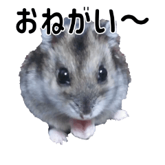 [LINEスタンプ] ハムスターのココちゃんスタンプ