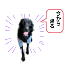 [LINEスタンプ] フラットコーテッドレトリバーBECK君その2