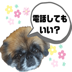 [LINEスタンプ] ペキニーズのパニーくん（仲良し編）