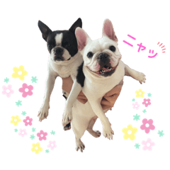[LINEスタンプ] 鼻ぺちゃ犬 2