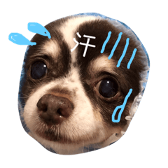 [LINEスタンプ] チワワちゃんとパピヨンのリリカさん