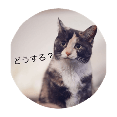 [LINEスタンプ] にゃんにゃん111