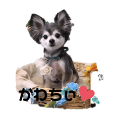 [LINEスタンプ] チワワのちぃちゃん♡