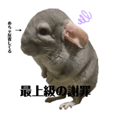 [LINEスタンプ] チンチラのすこちんくん。