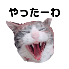 [LINEスタンプ] にょったんたんすたんぷ