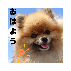 [LINEスタンプ] ポメラニアンむーちゃん
