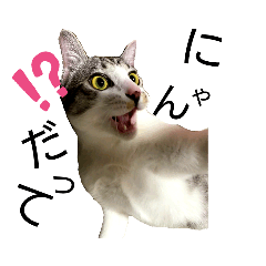 [LINEスタンプ] 猫の1日！！