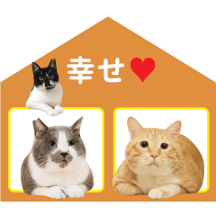 [LINEスタンプ] ぐっぴーくまくま×sippo ねこスタンプ