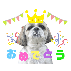 [LINEスタンプ] シーズー犬モコの日常会話スタンプpart2