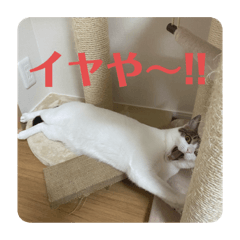 [LINEスタンプ] 猫ちゃん達と、たまに飼い主