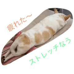 [LINEスタンプ] M.COCOちゃん