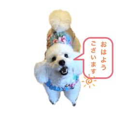 [LINEスタンプ] トイプードルのぷーちゃんだよ♪