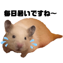 [LINEスタンプ] キンクマもなか夏のご挨拶