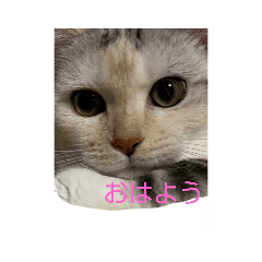 [LINEスタンプ] せんちゃんと申します