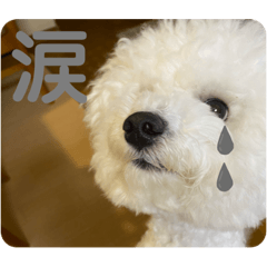 [LINEスタンプ] 我が家のハク4