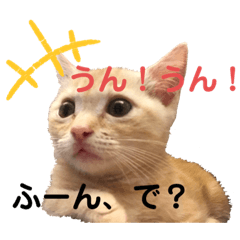 [LINEスタンプ] ウチの飼い猫スタンプ