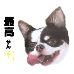 [LINEスタンプ] ぼく、ぷーすけ