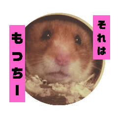 [LINEスタンプ] もっちーのスタンプ！