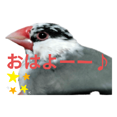 [LINEスタンプ] 桜文鳥の日常会話