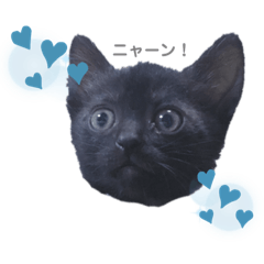 [LINEスタンプ] またたびハイウェイ