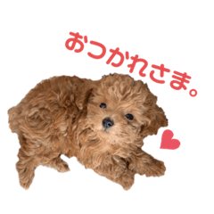 [LINEスタンプ] トイプーのみかんちゃんの画像（メイン）